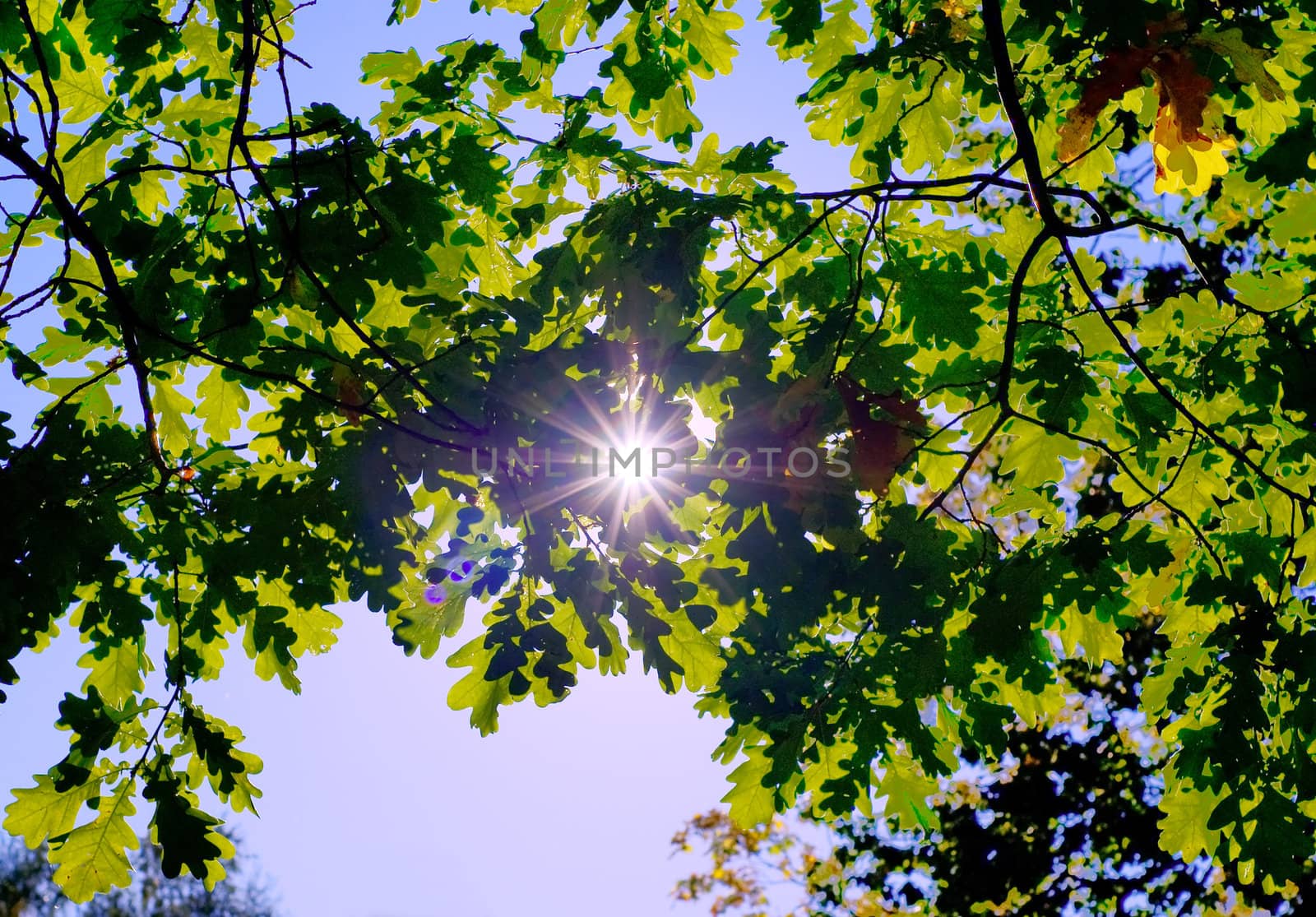 Ray of sunshine through the leaves of oak by BIG_TAU