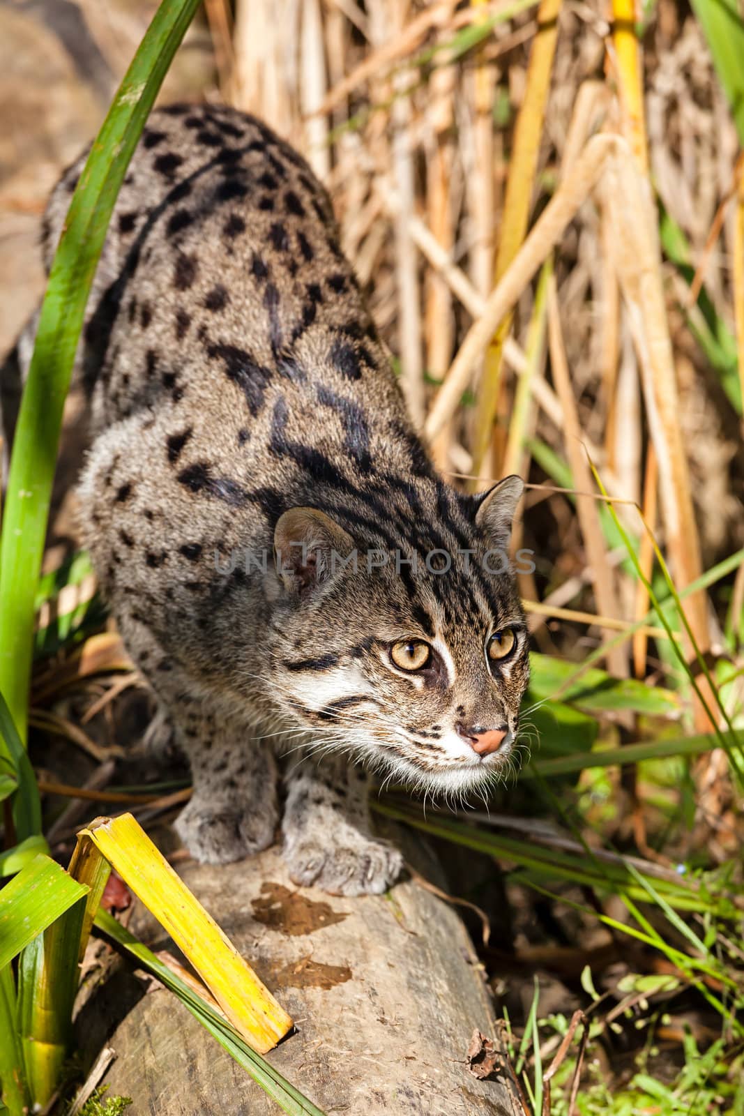 Fishing Cat Stalking through Long Grass Prionaliurus Viverrinus