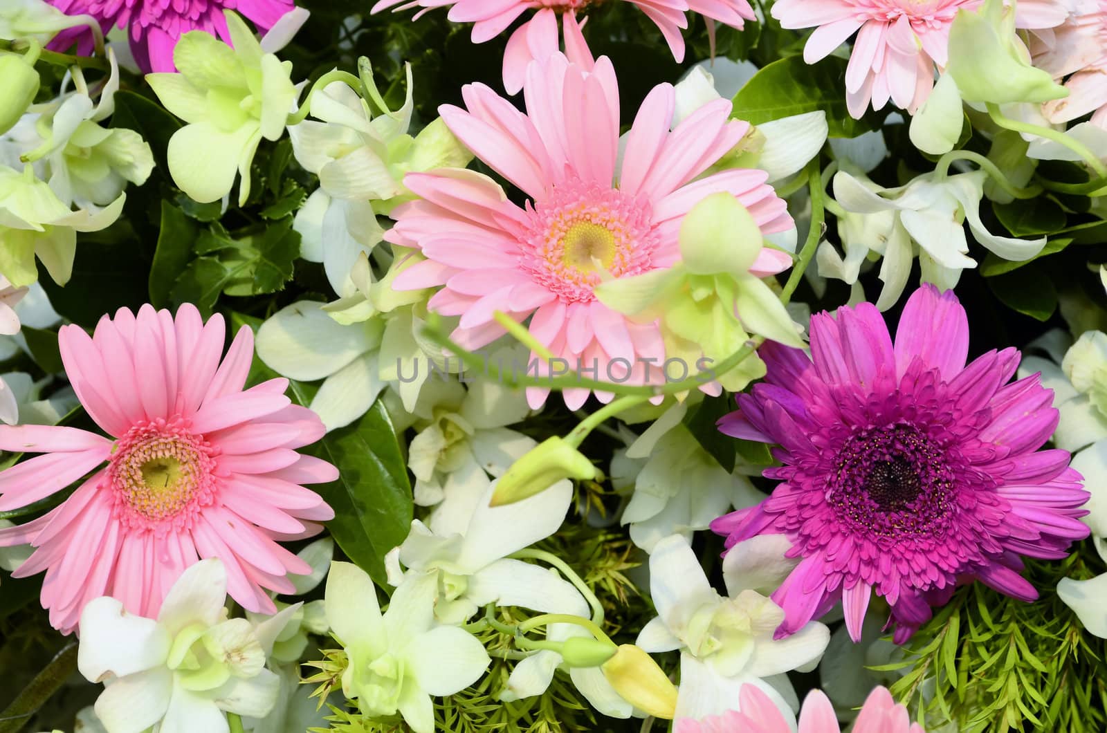 Close-up of daisies and orchids flower arrangement