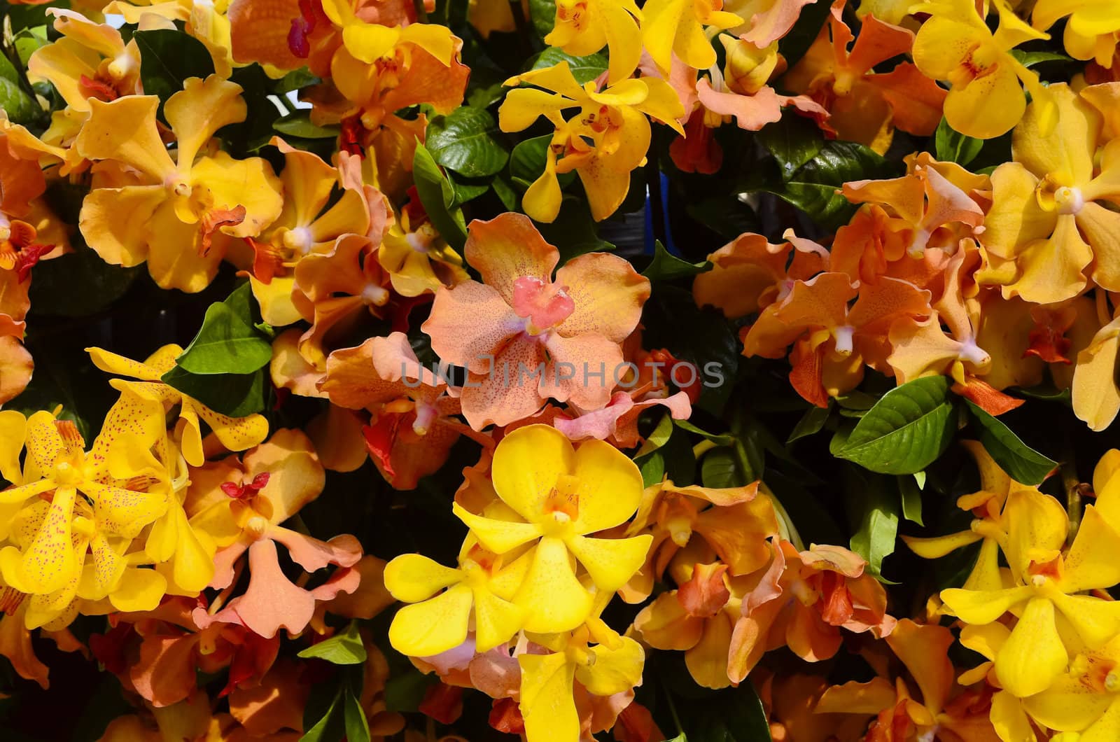 Arrangement of orange and yellow orchids on green leaves