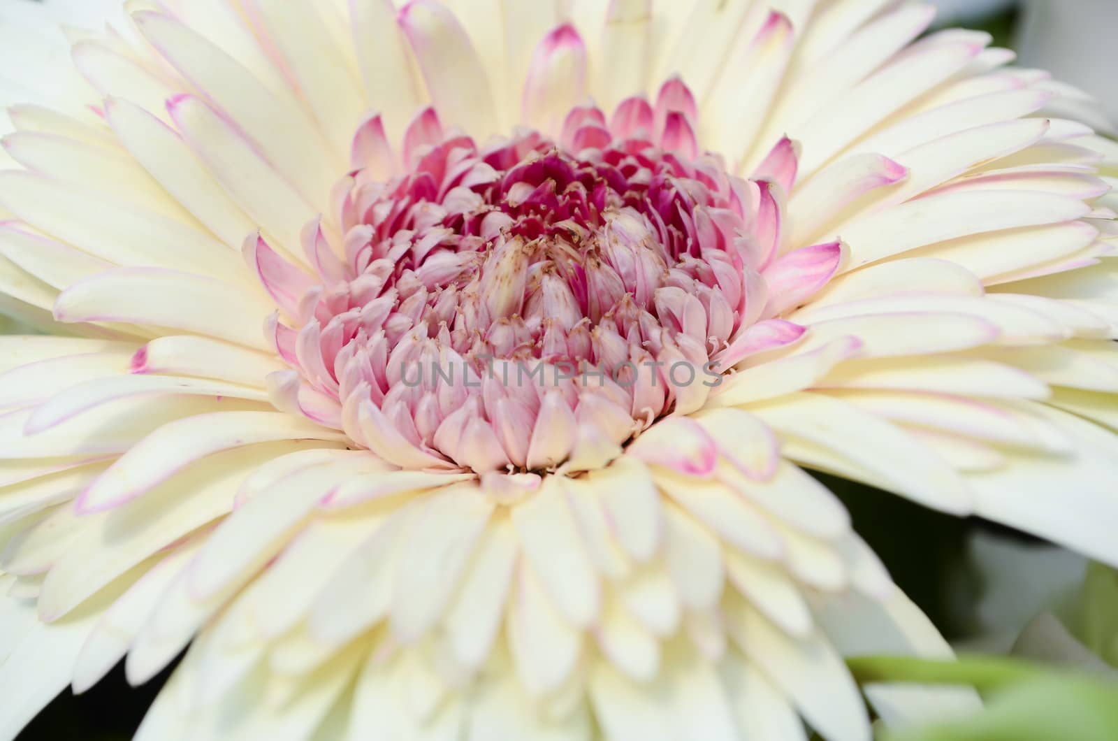 Close-up of white and pink daisy