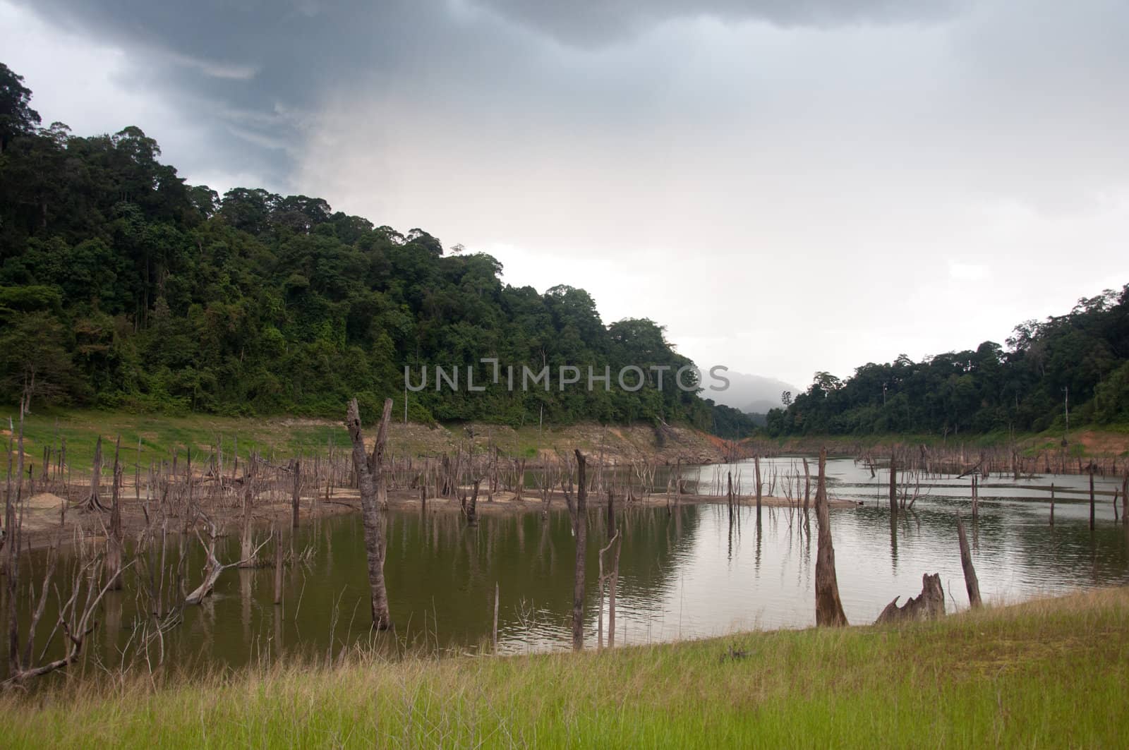 Balahala Forest in yala, thailand by ngarare