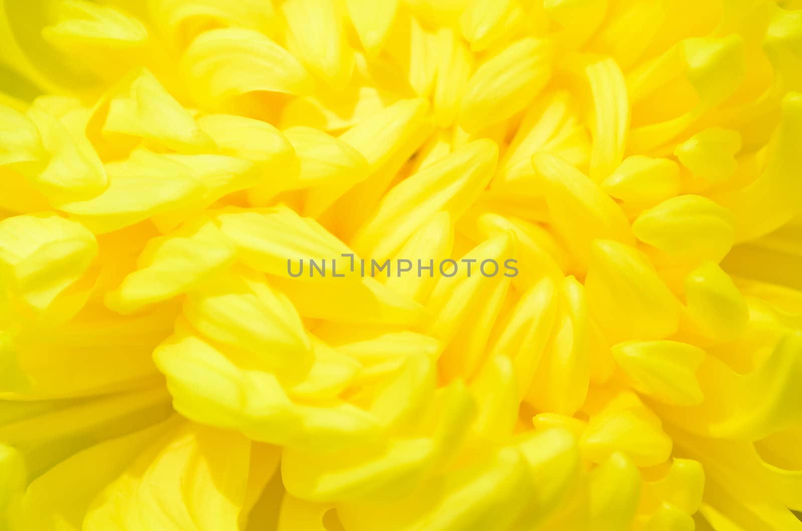 Macro shot of a beautiful yellow flower 