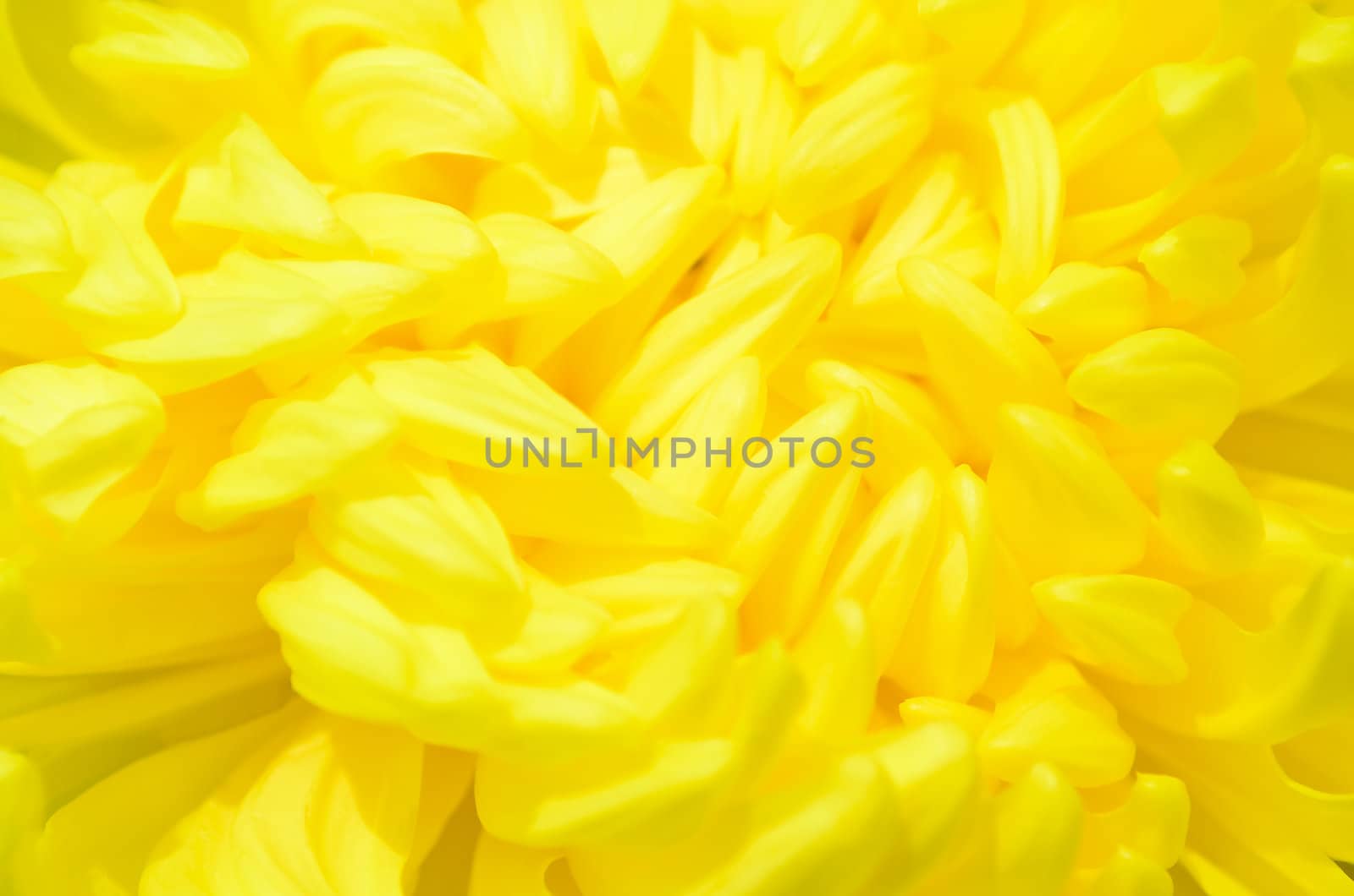 Macro shot of a beautiful yellow flower 