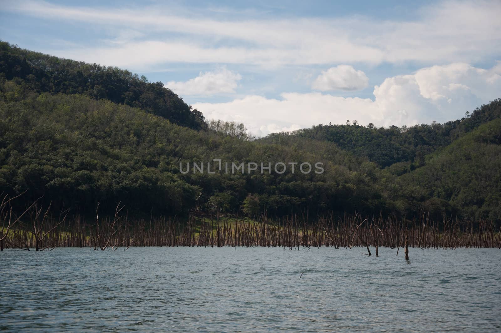 Balahala Forest in yala, thailand by ngarare