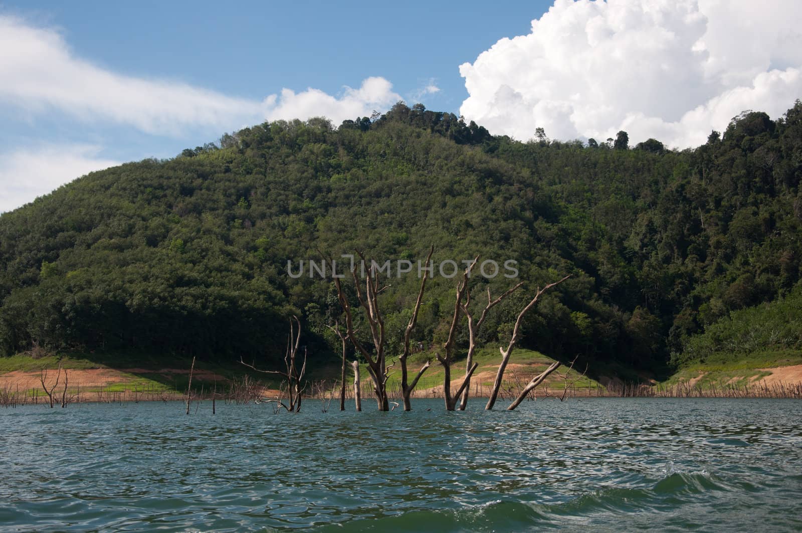 Balahala Forest in yala, thailand by ngarare