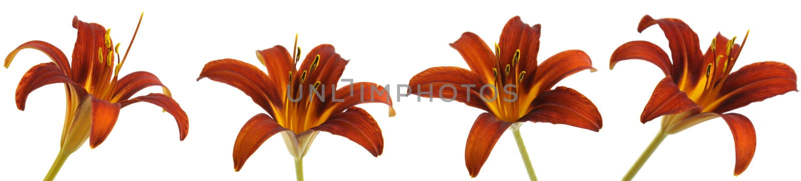 Multiple shots of a orange red lily (Lilium) isolated on white.
