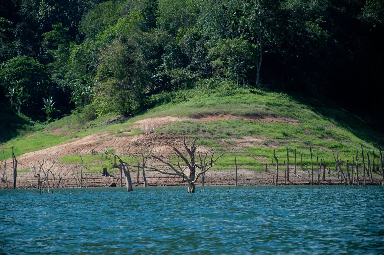 Balahala Forest in yala, thailand - Balahala forest is most perfectly forest in South of Thailand