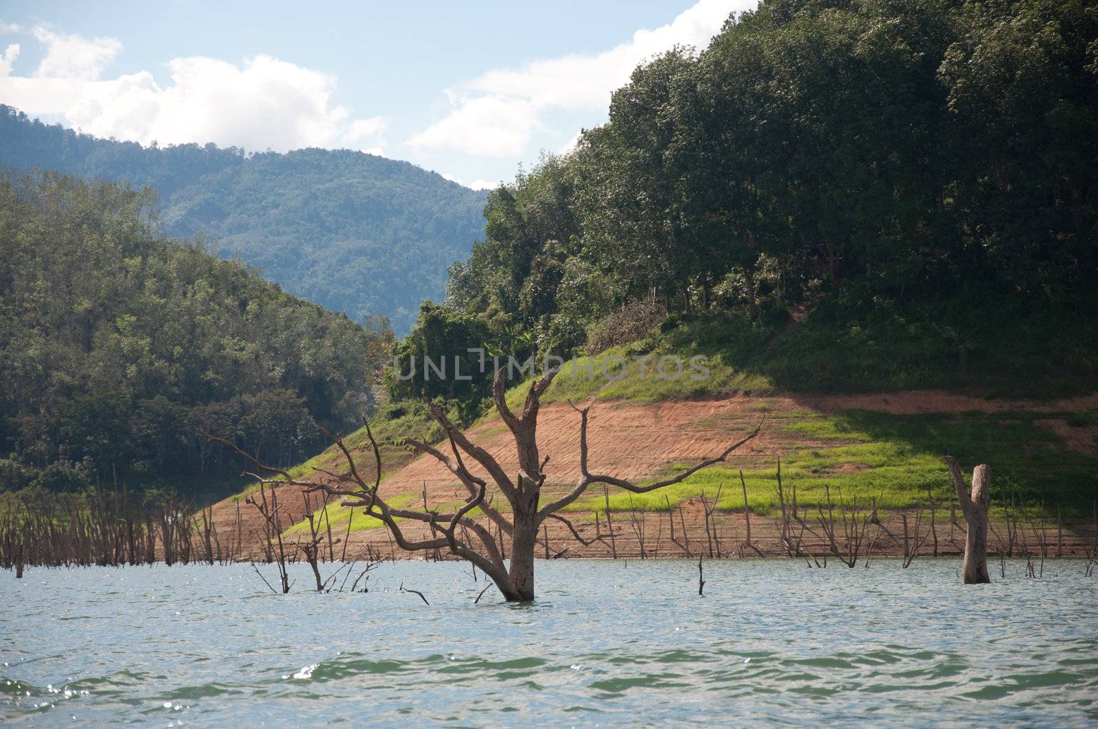 Balahala Forest in yala, thailand by ngarare