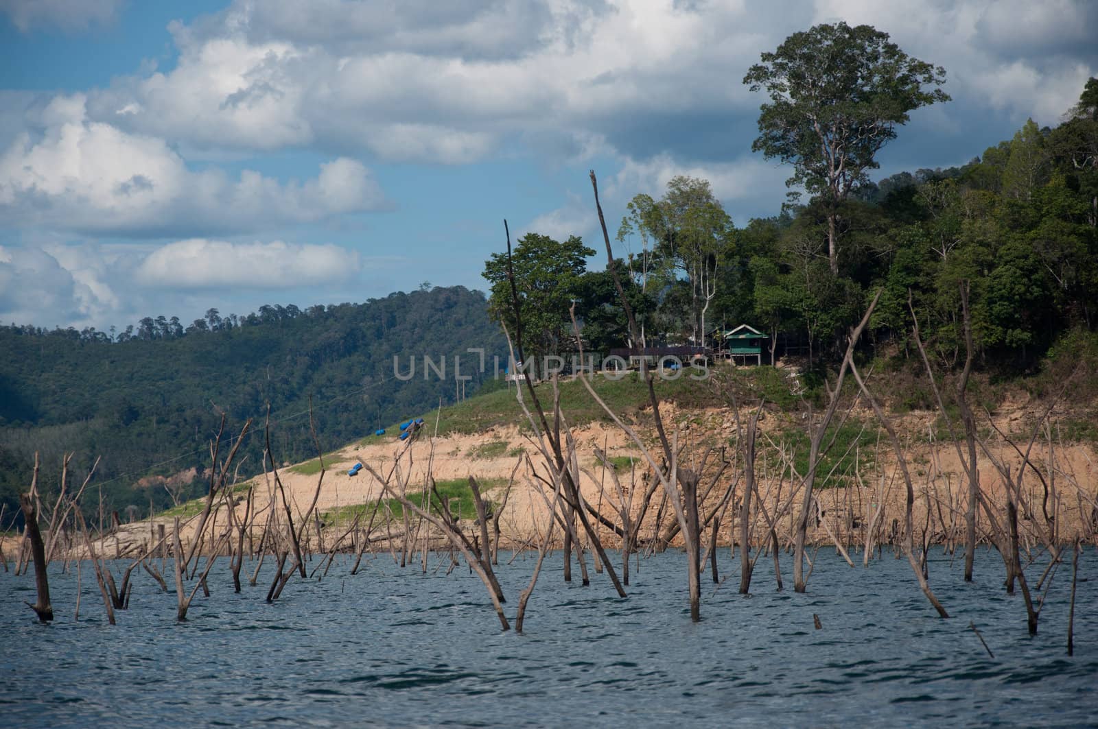 Balahala Forest in yala, thailand by ngarare