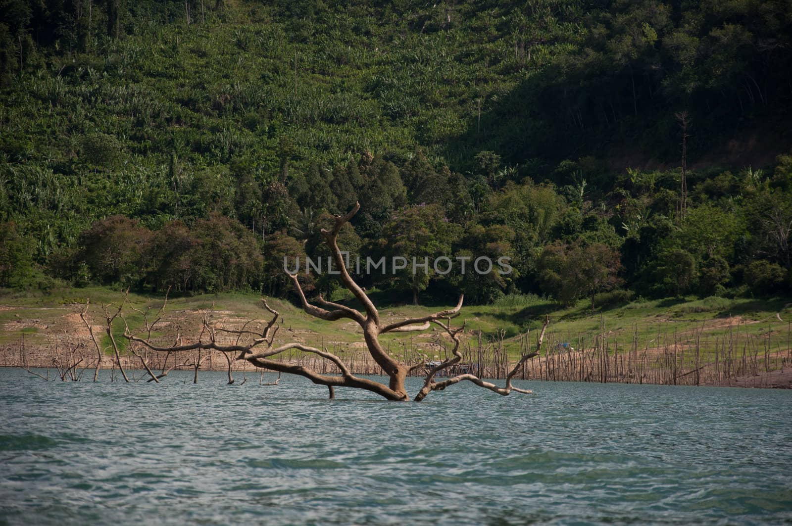 Balahala Forest in yala, thailand by ngarare