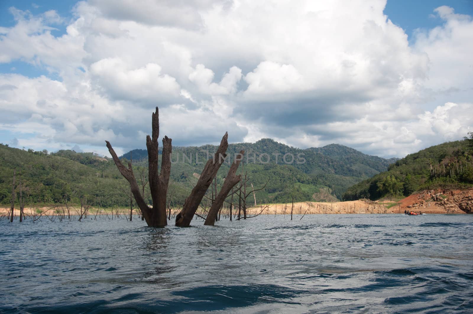 Balahala Forest in yala, thailand - Balahala forest is most perfectly forest in South of Thailand