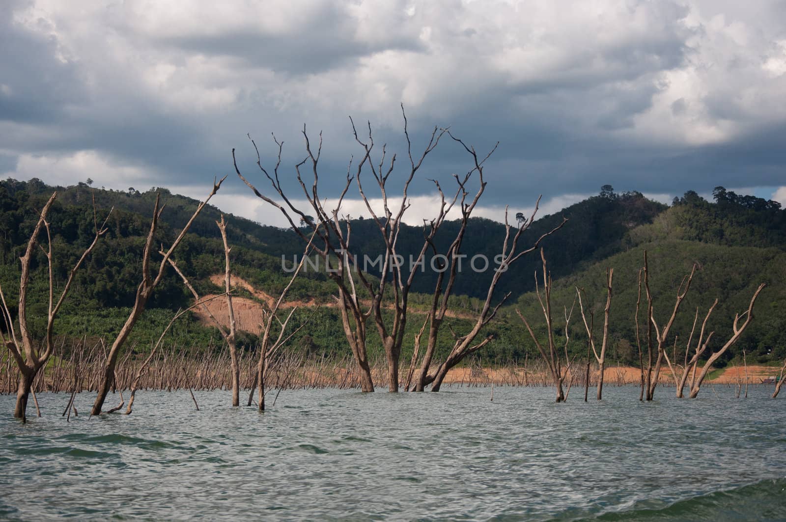 Balahala Forest in yala, thailand - Balahala forest is most perfectly forest in South of Thailand