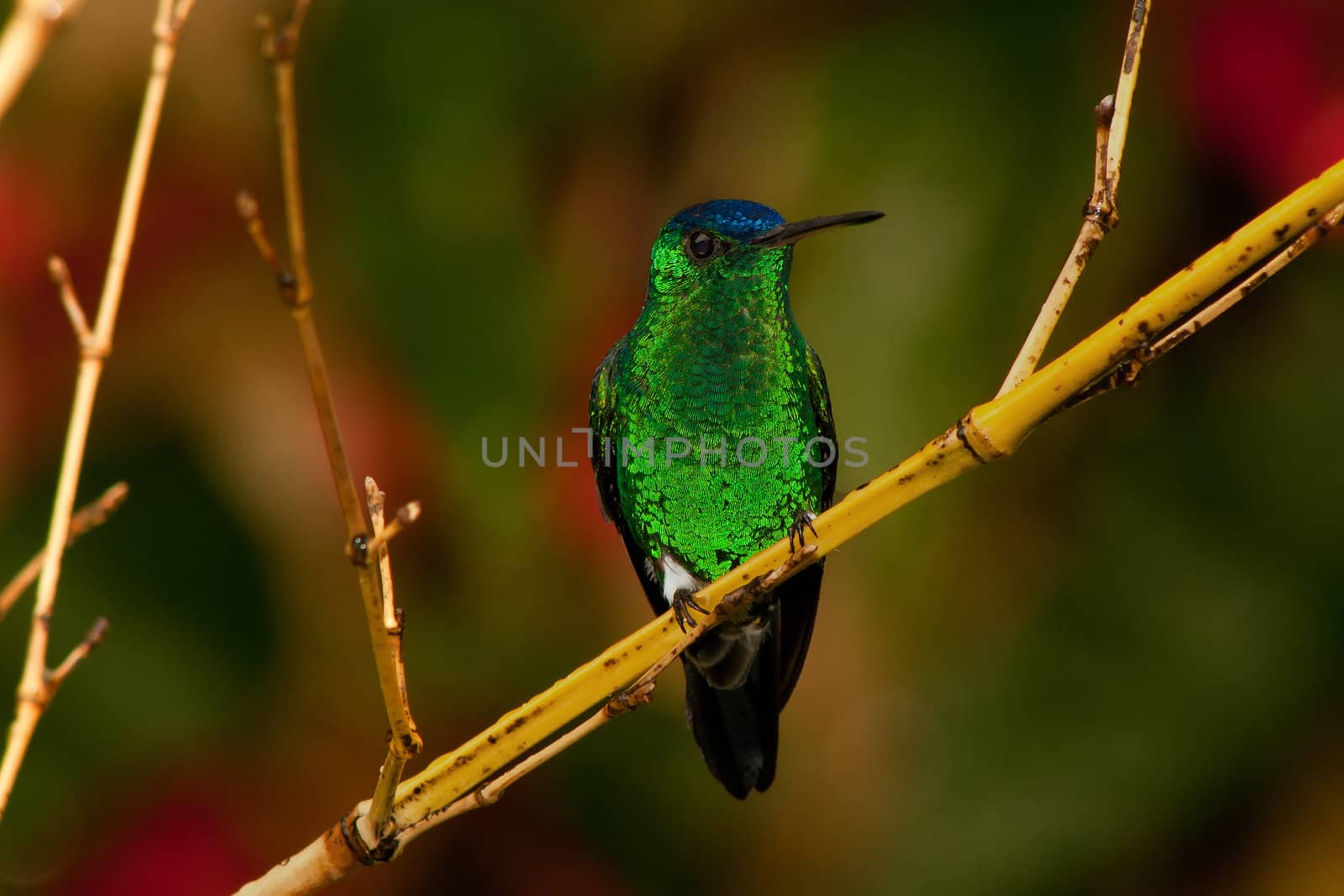 A green and blue hummingbird sitting on a branch.