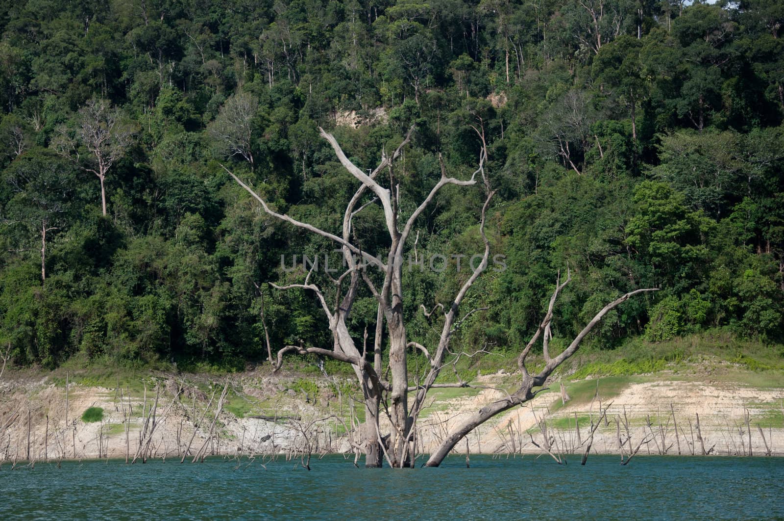 Balahala Forest in yala, thailand - Balahala forest is most perfectly forest in South of Thailand