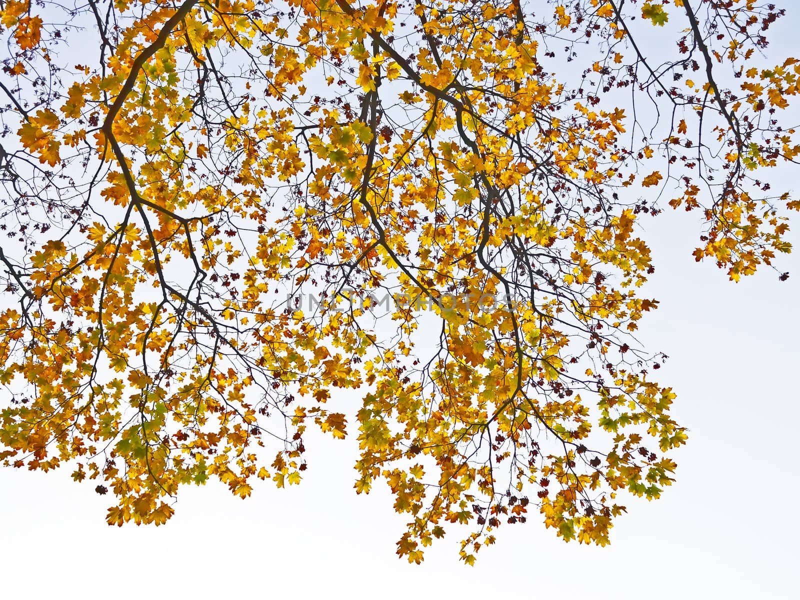 Autumn tree branches by qiiip