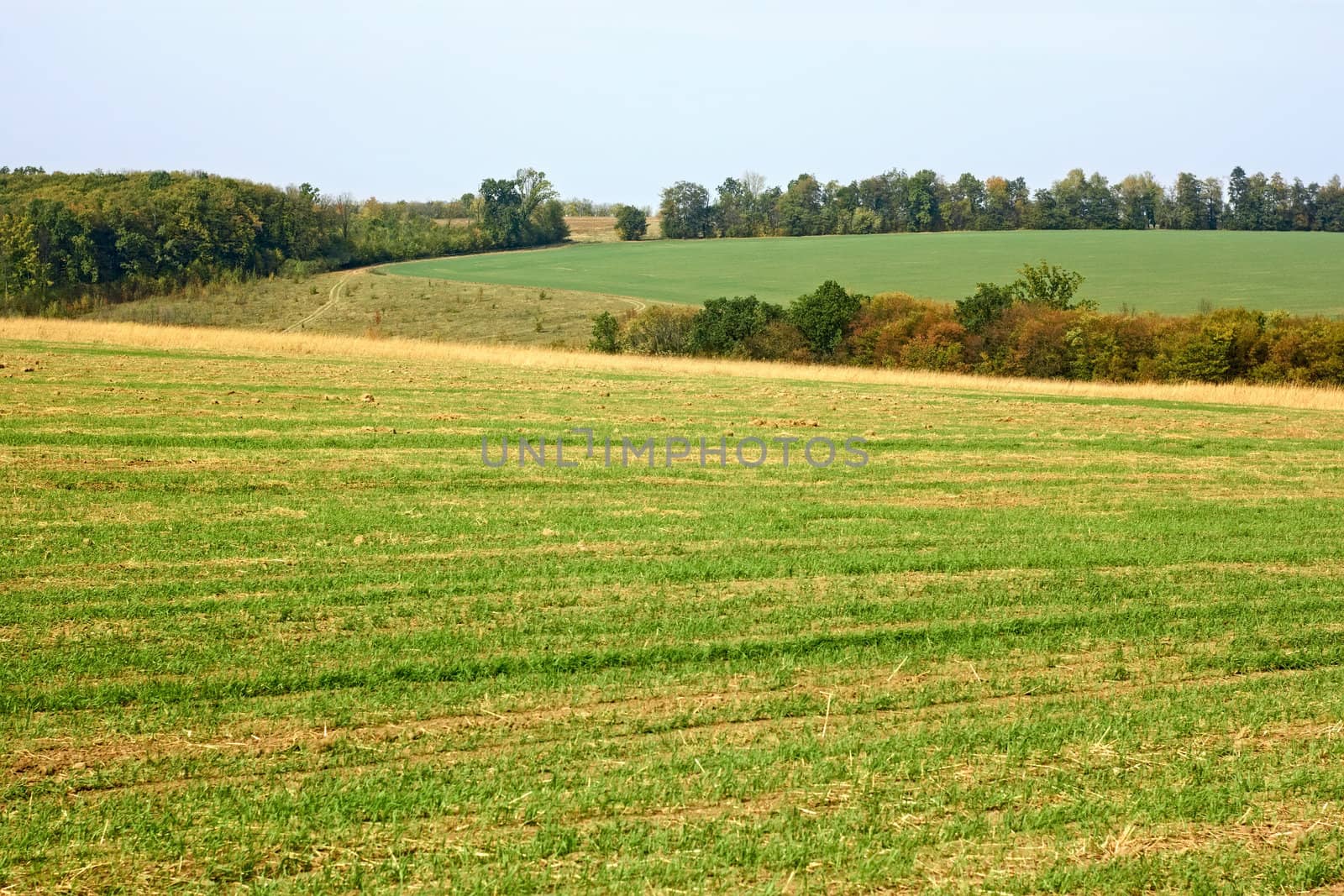 Rural landscape in early autumn. Fields, forest, sky