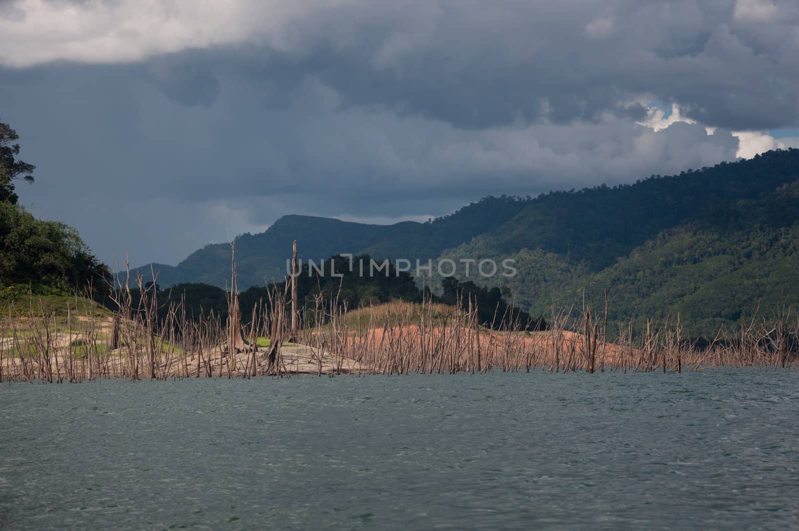 Balahala Forest in yala, thailand - Balahala forest is most perfectly forest in South of Thailand