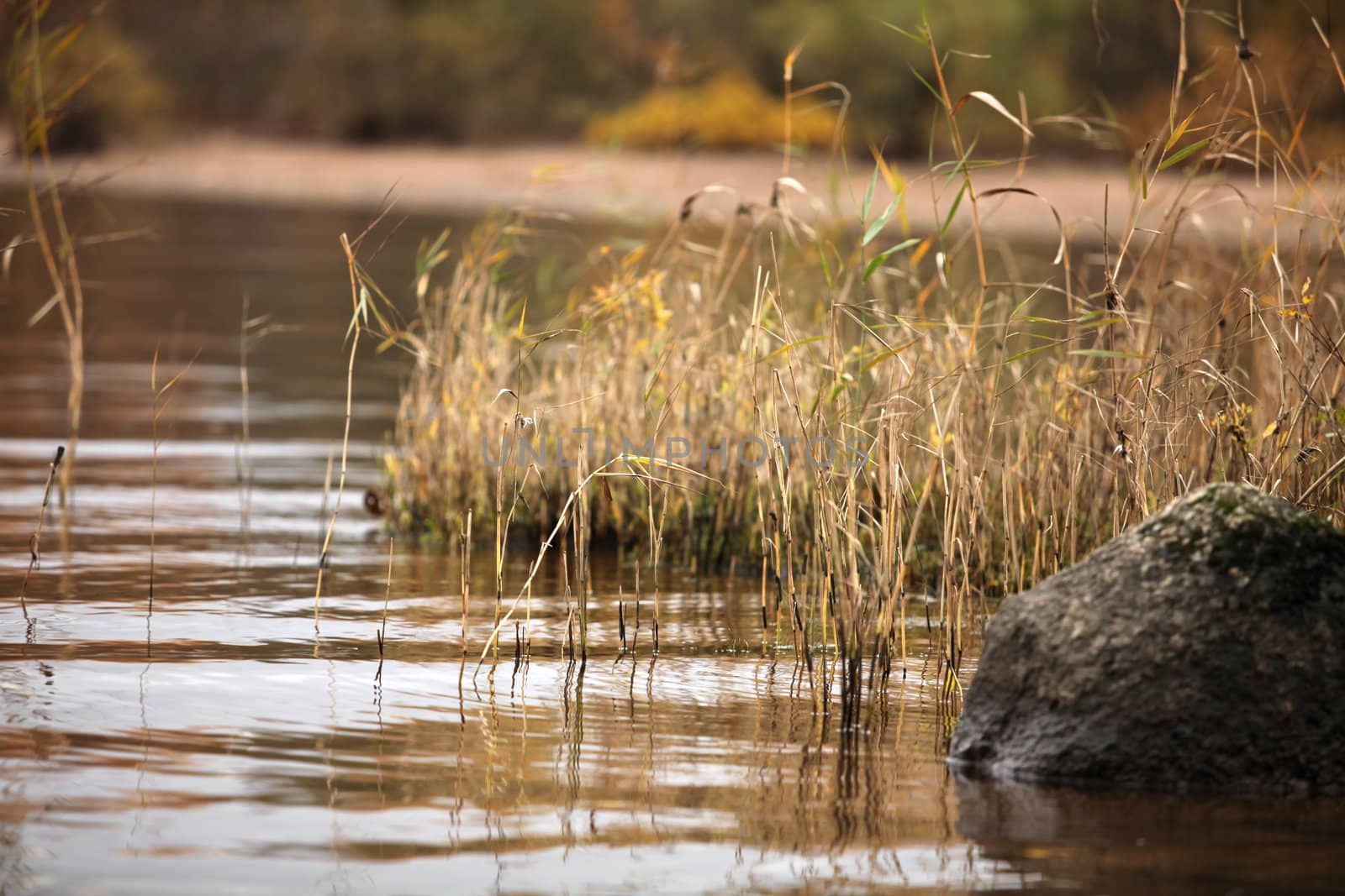 Gulf of Finland Shores in the autumn