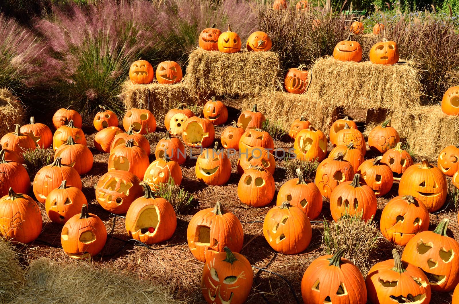 Jack-o-lanterns on display for Halloween