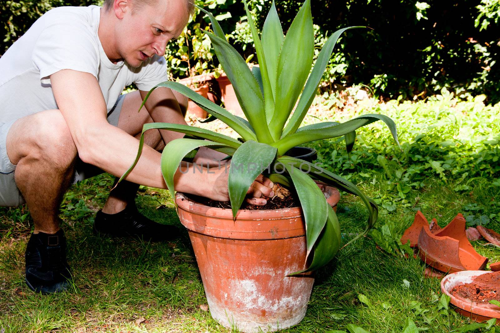 gardener repot green aloe vera plant in garden in summer
