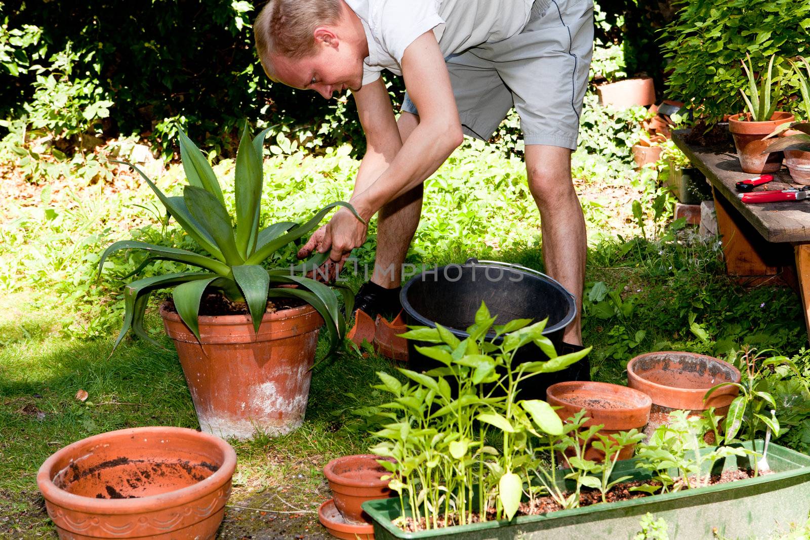 gardener repot green aloe vera plant in garden in summer