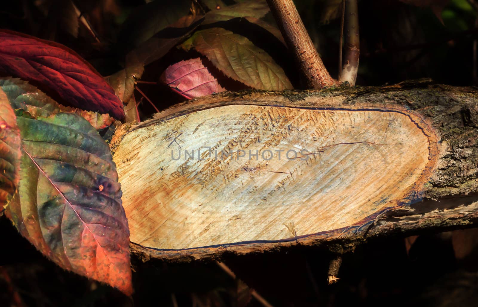 Cleanly Cut Branch Along the Trail by wolterk