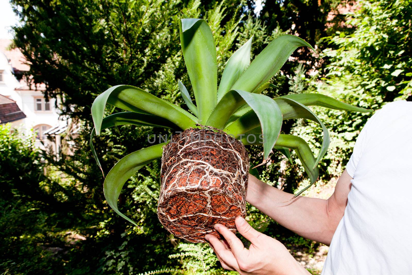 gardener repot green aloe vera plant in garden in summer