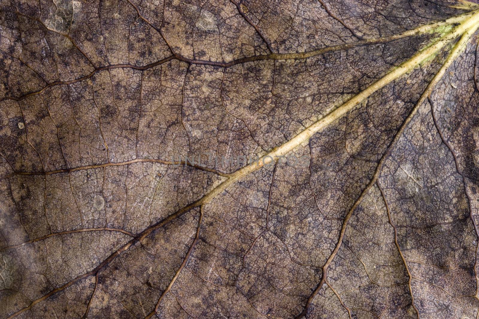 A leaf found on the ground having just fell in Autumn