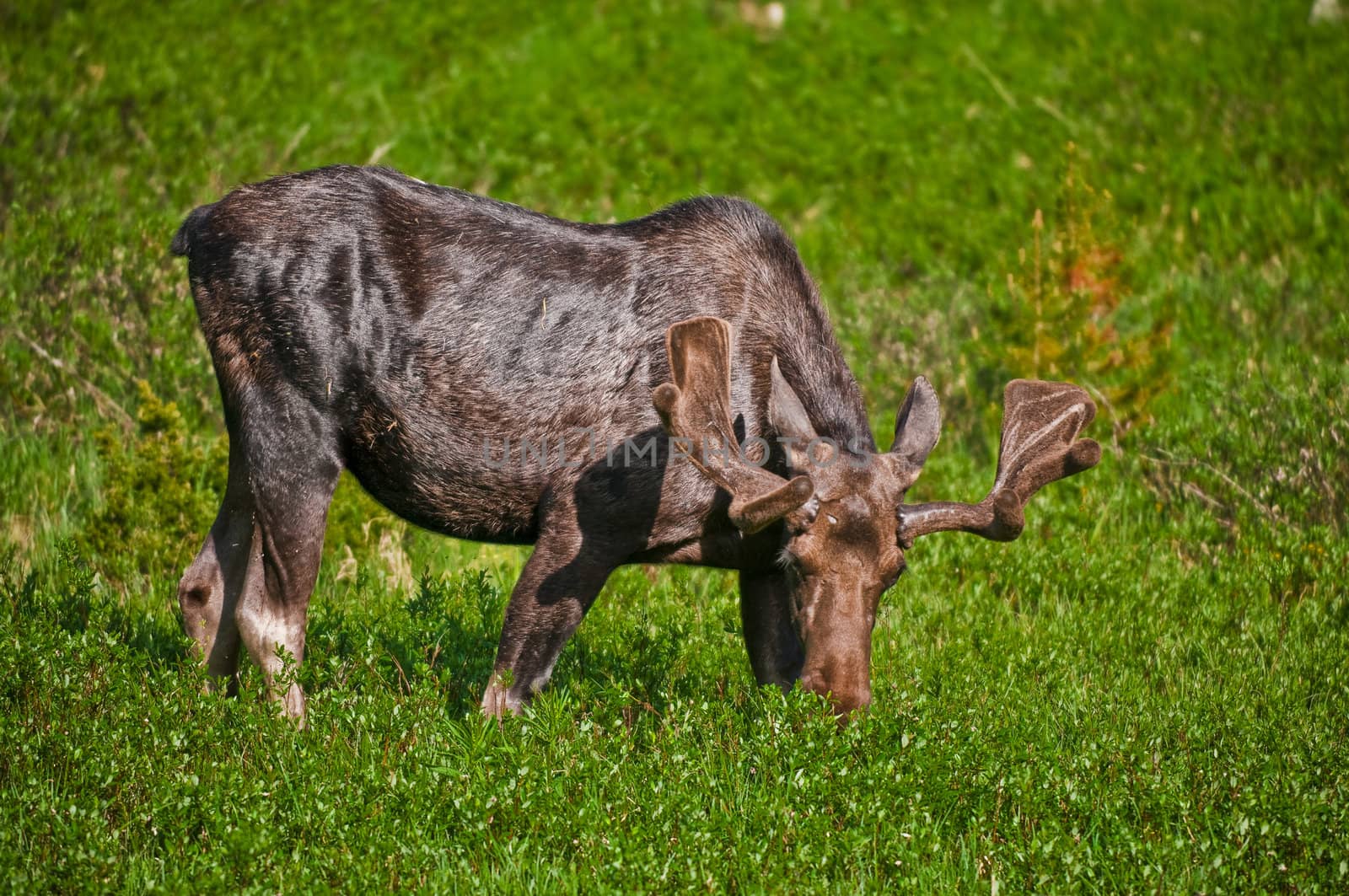 Young moose in south dakota