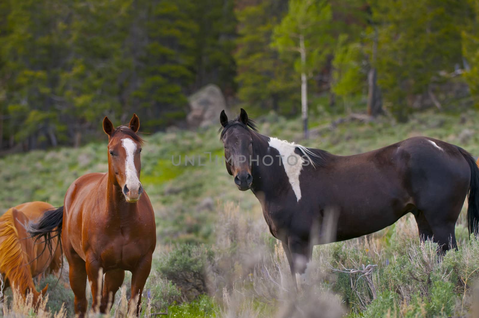 Beautiful Horses feeding in a grassy pasture