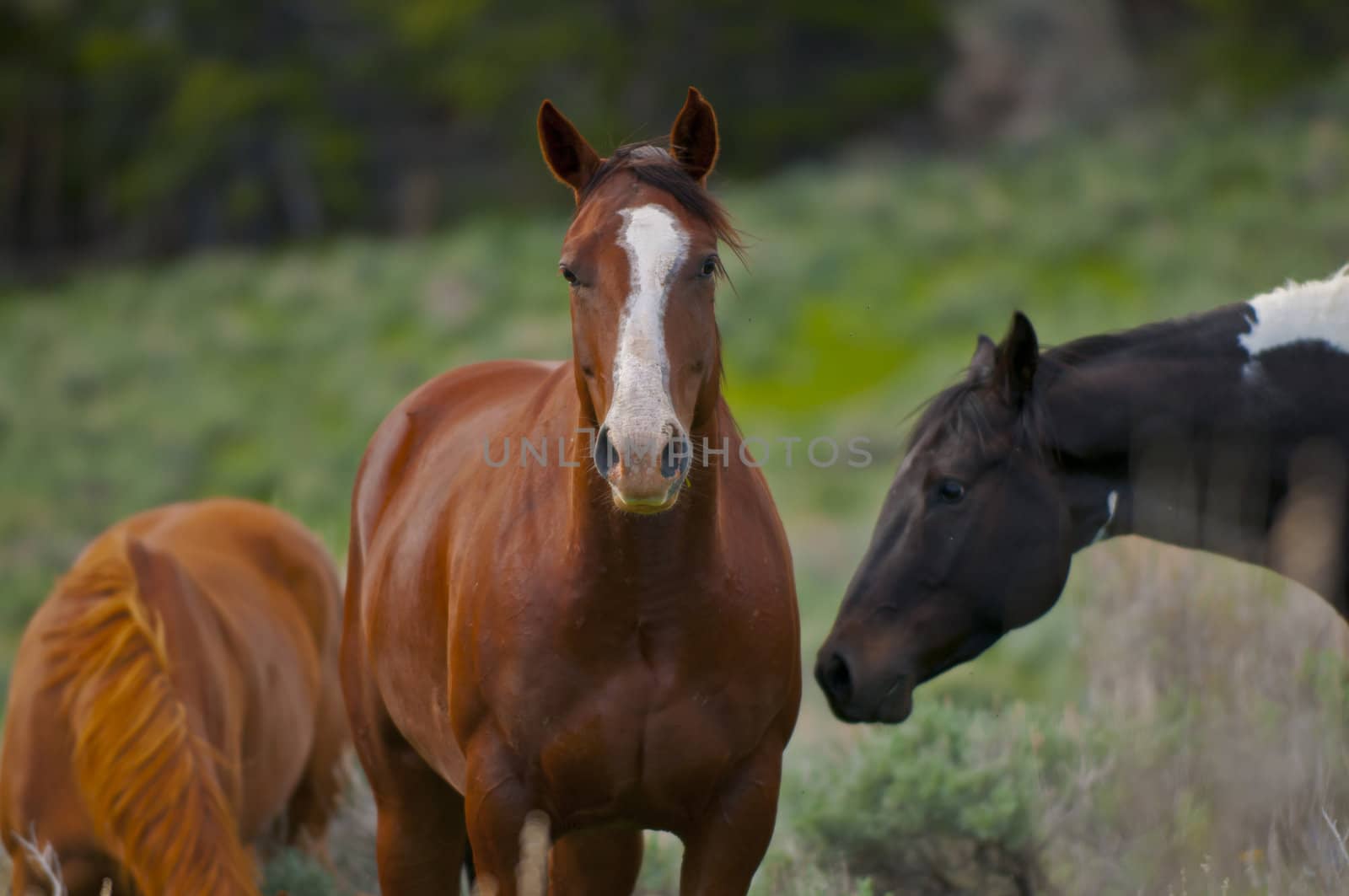 Beautiful Horses feeding in a grassy pasture