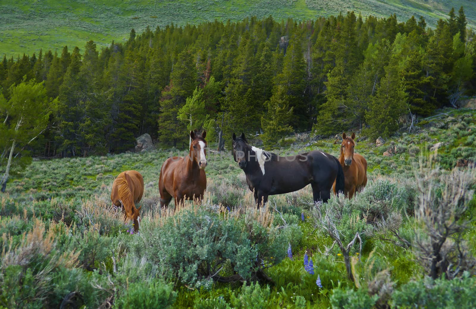 Beautiful Horses feeding in a grassy pasture