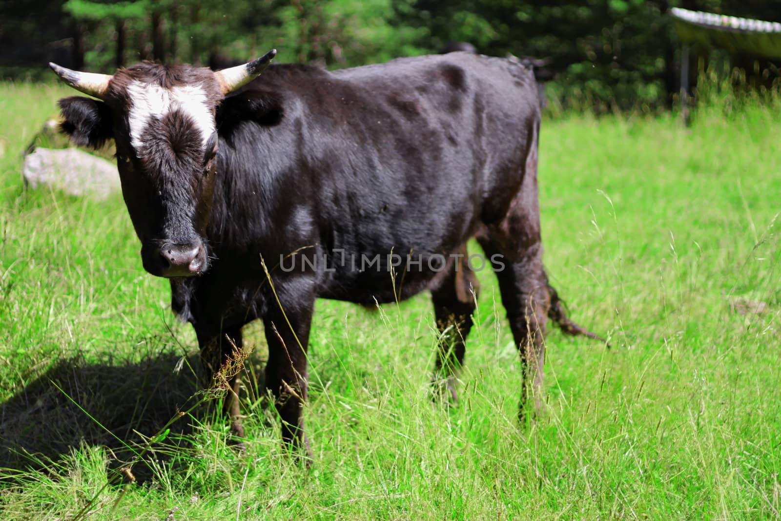 Cow walking on the mountain meadow