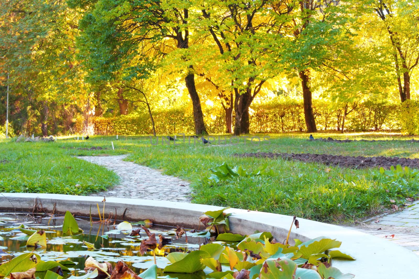 alley in the park at dusk and lake with water lilies