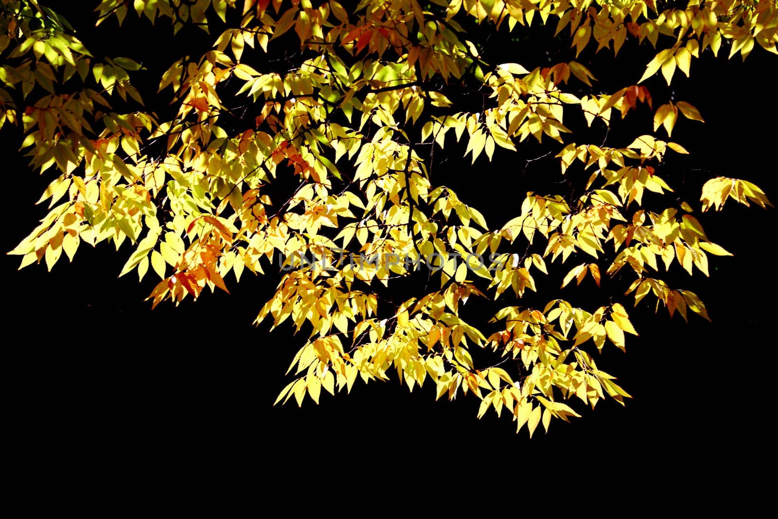 hornbeam tree foliage by taviphoto