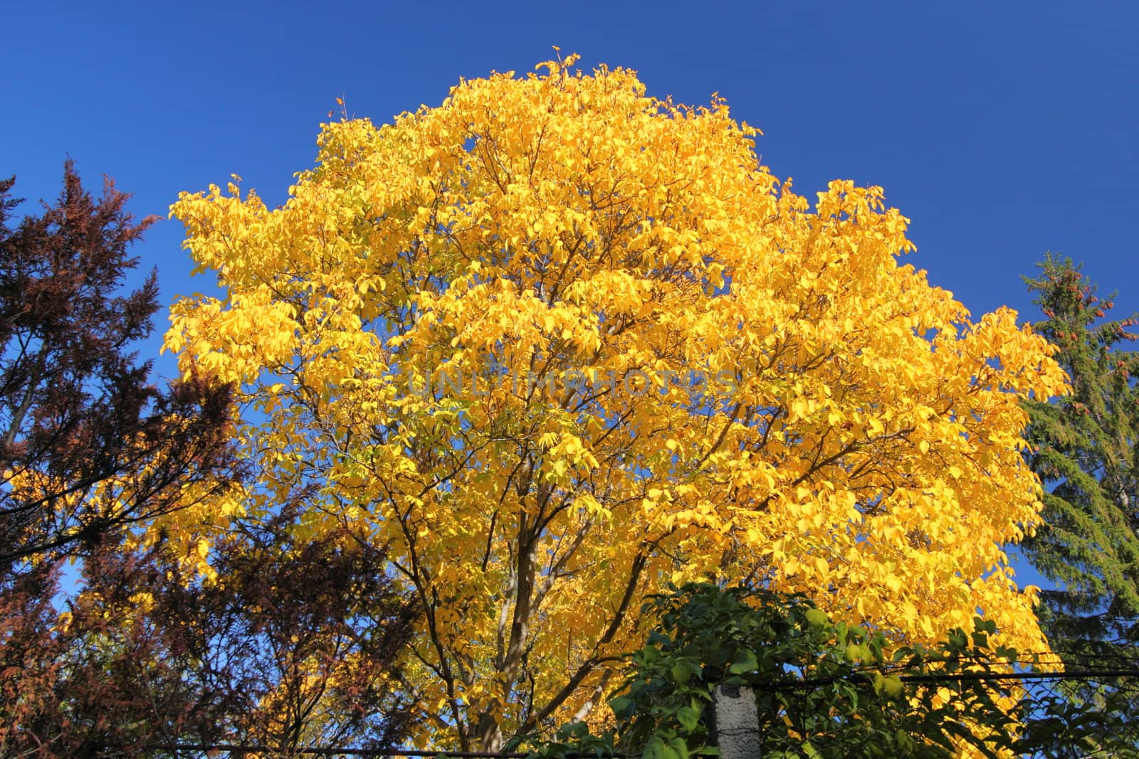 walnut tree in autumn by taviphoto