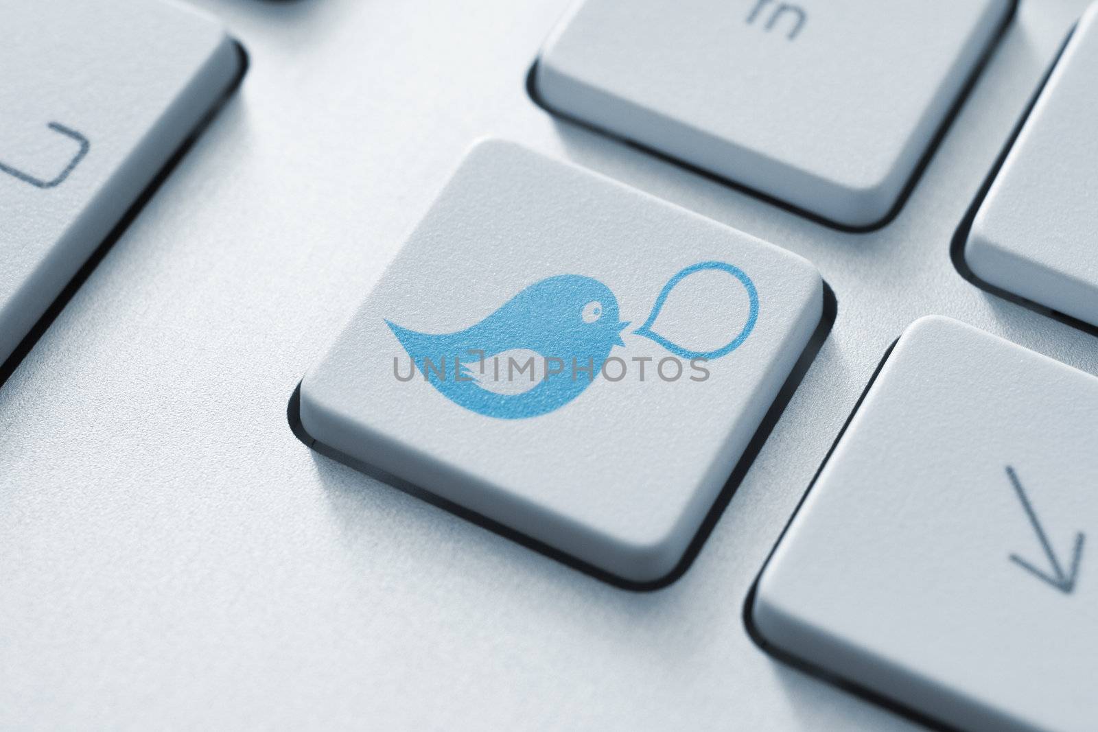 Blue bird with speech bubble on keyboard button. Social media concept.