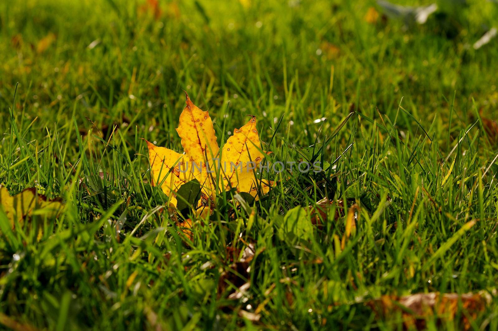 Maple Leaf in Green Grass Outdoors selective focus