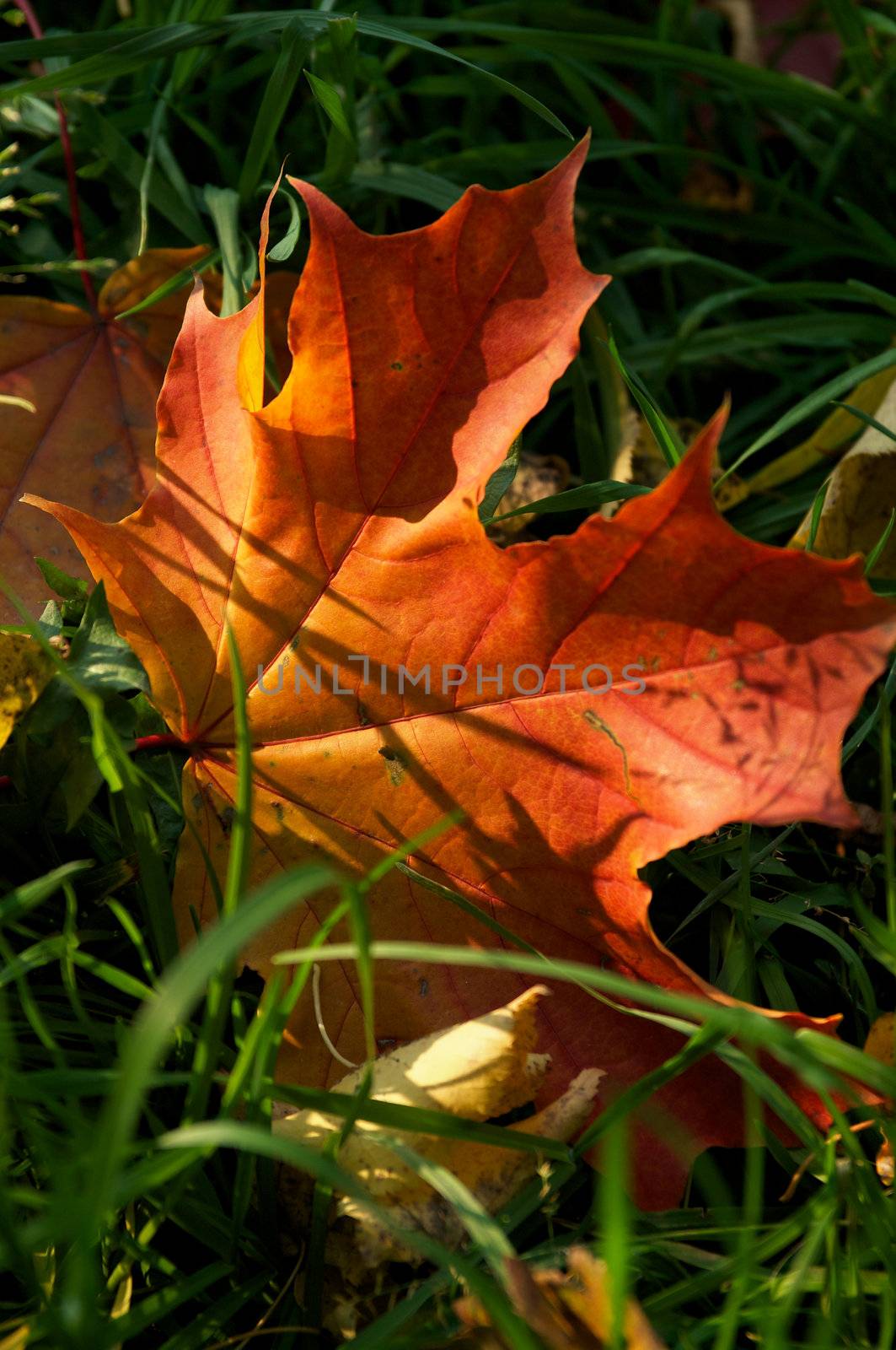 Maple Leaf in Green Grass with Sunlight and Shadow closeup Outdoors selective focus