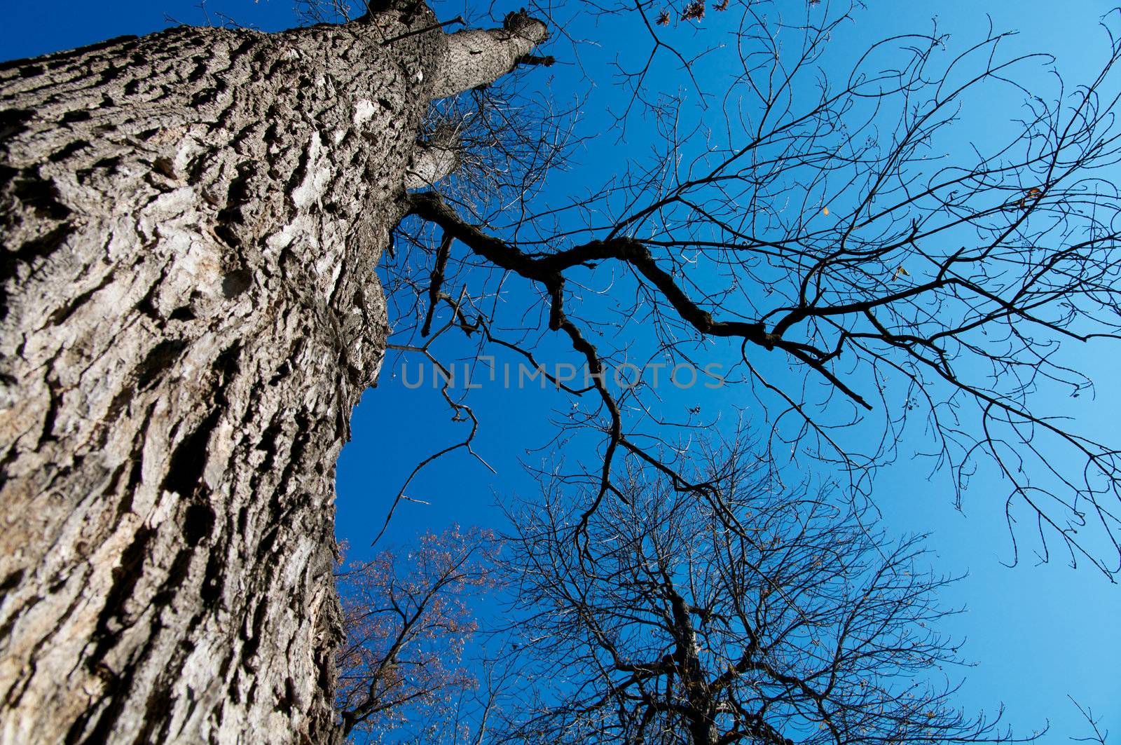 Large Oak Tree Growth into Blue Sky view under the tree