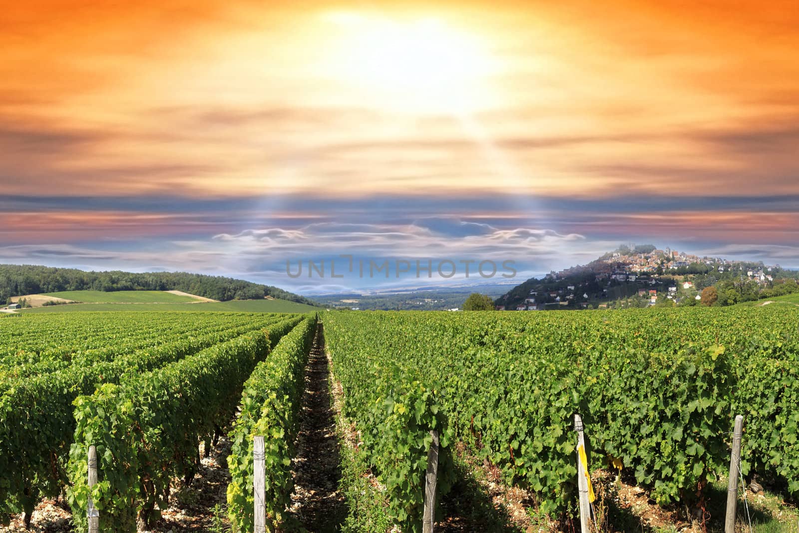 Horizon with a sunset or sunrise over the rows of vines in a vineyard before harvest