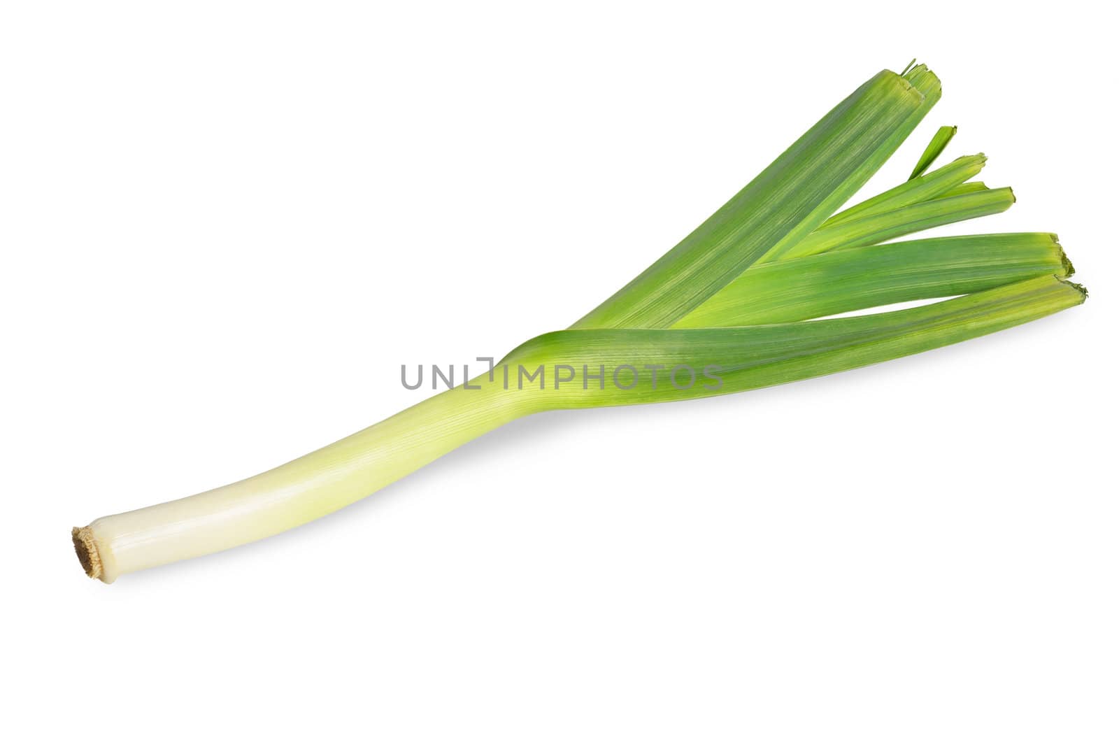 One fresh leek isolated on white background.