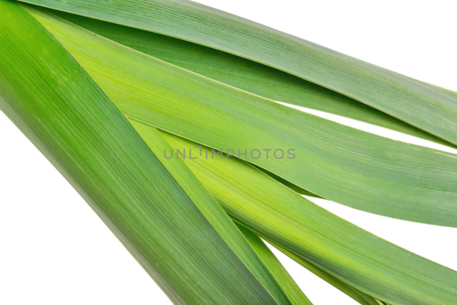 One fresh leek isolated on white background.