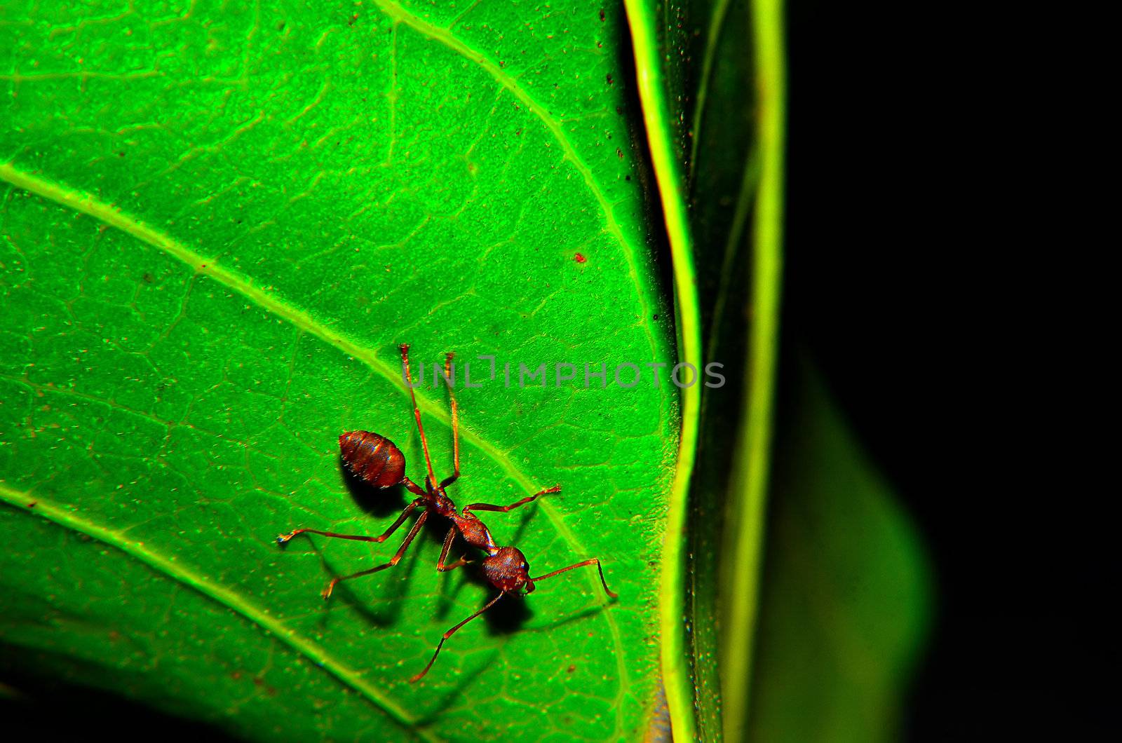 Zoom and sharp image of ants on the green leaf