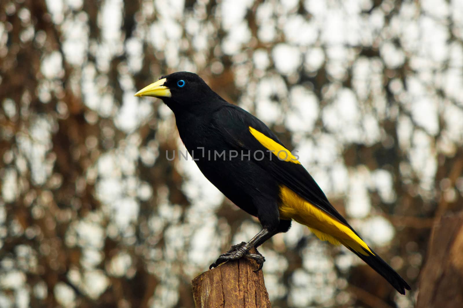 A yellow rumped cacique standing on a post.