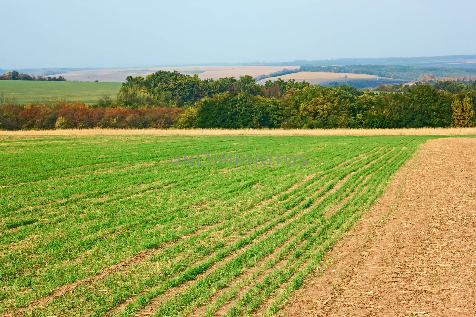 Rural autumn landscape. Edge of sown wheat fields near the forest