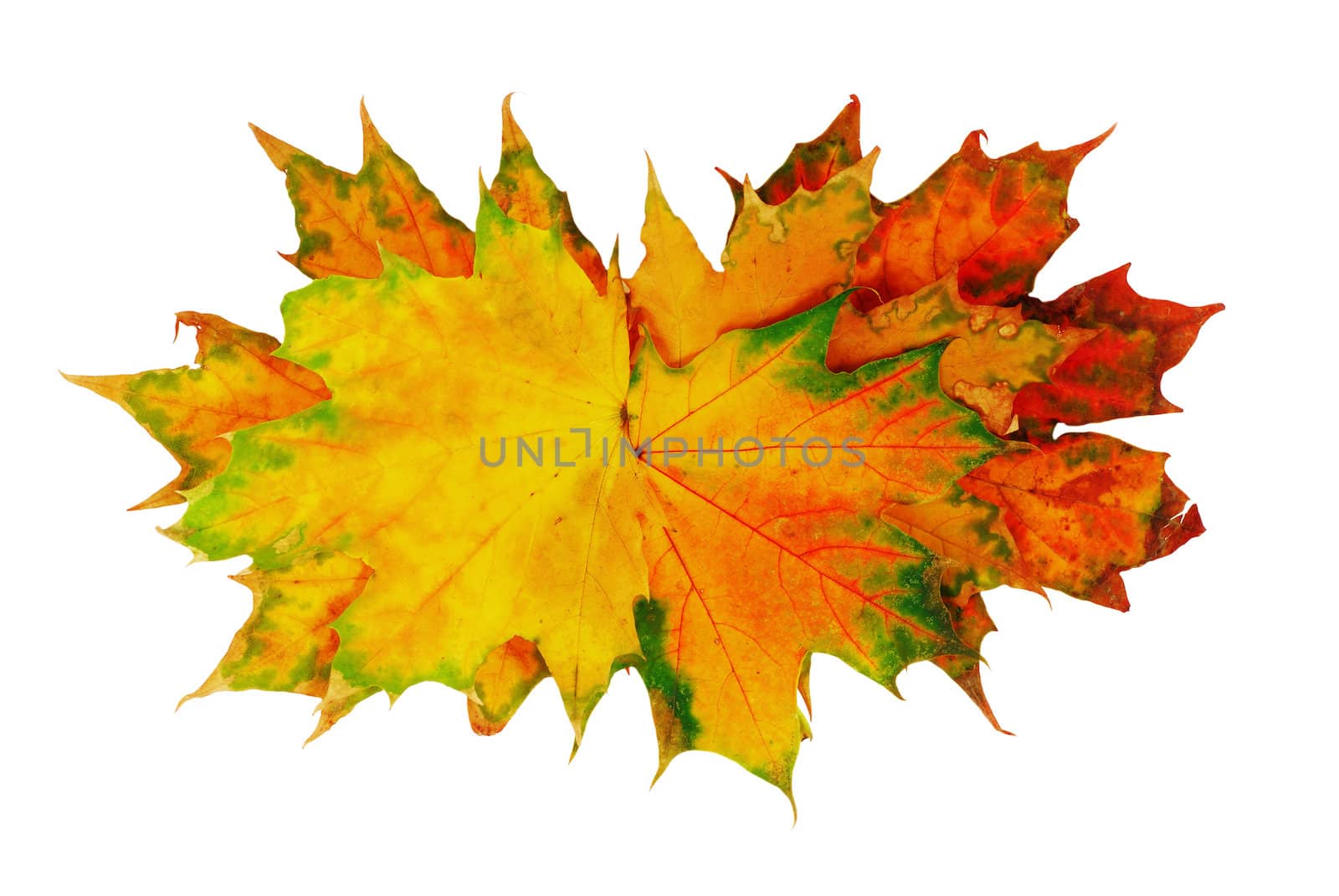 various colorful autumn maple leaves bunch over white background