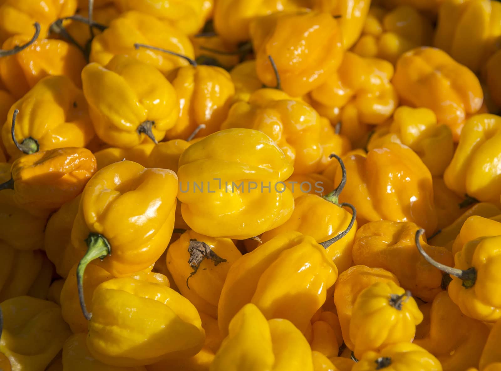large group with yellowm pepper