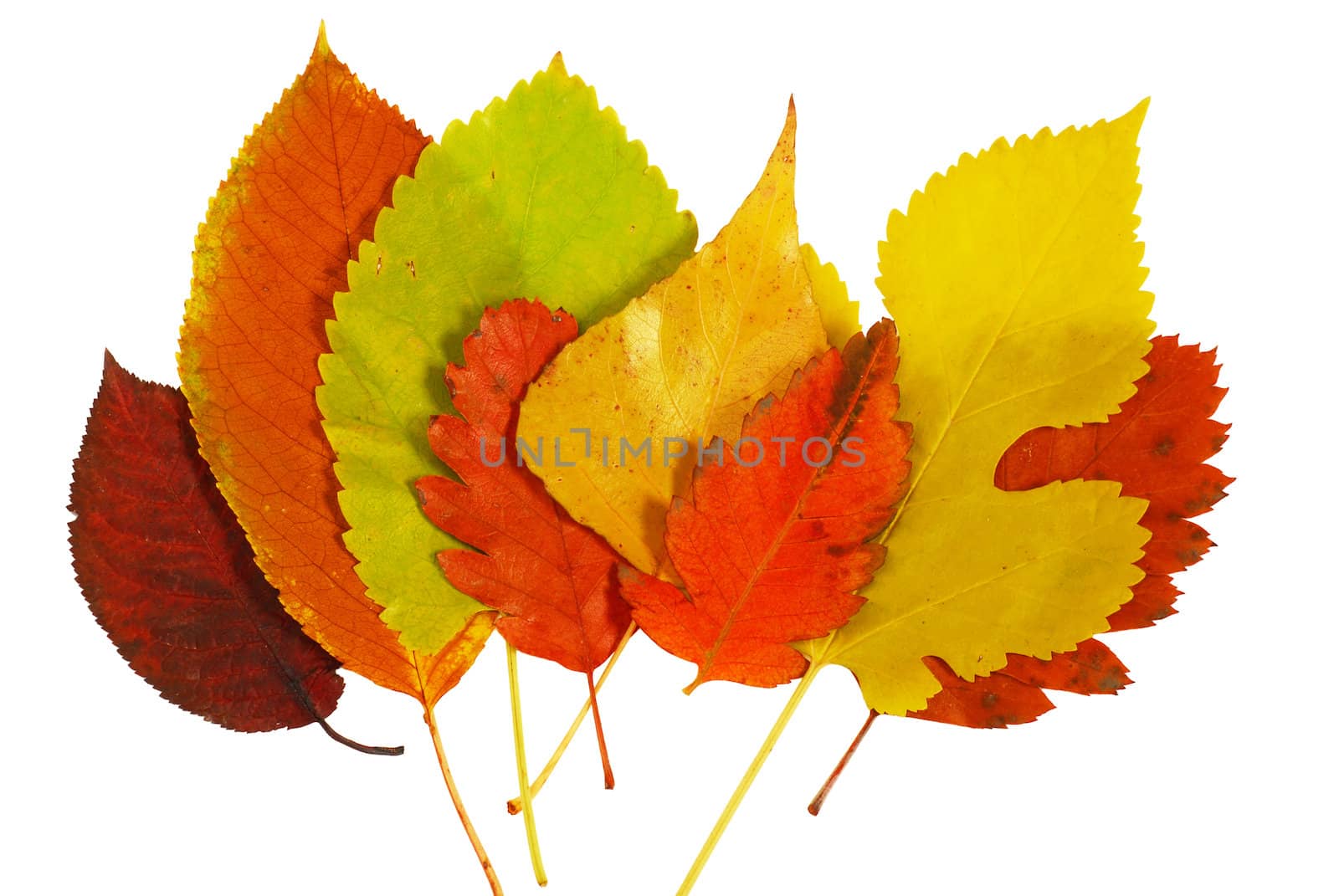 various colorful autumn  leaves in row over white background